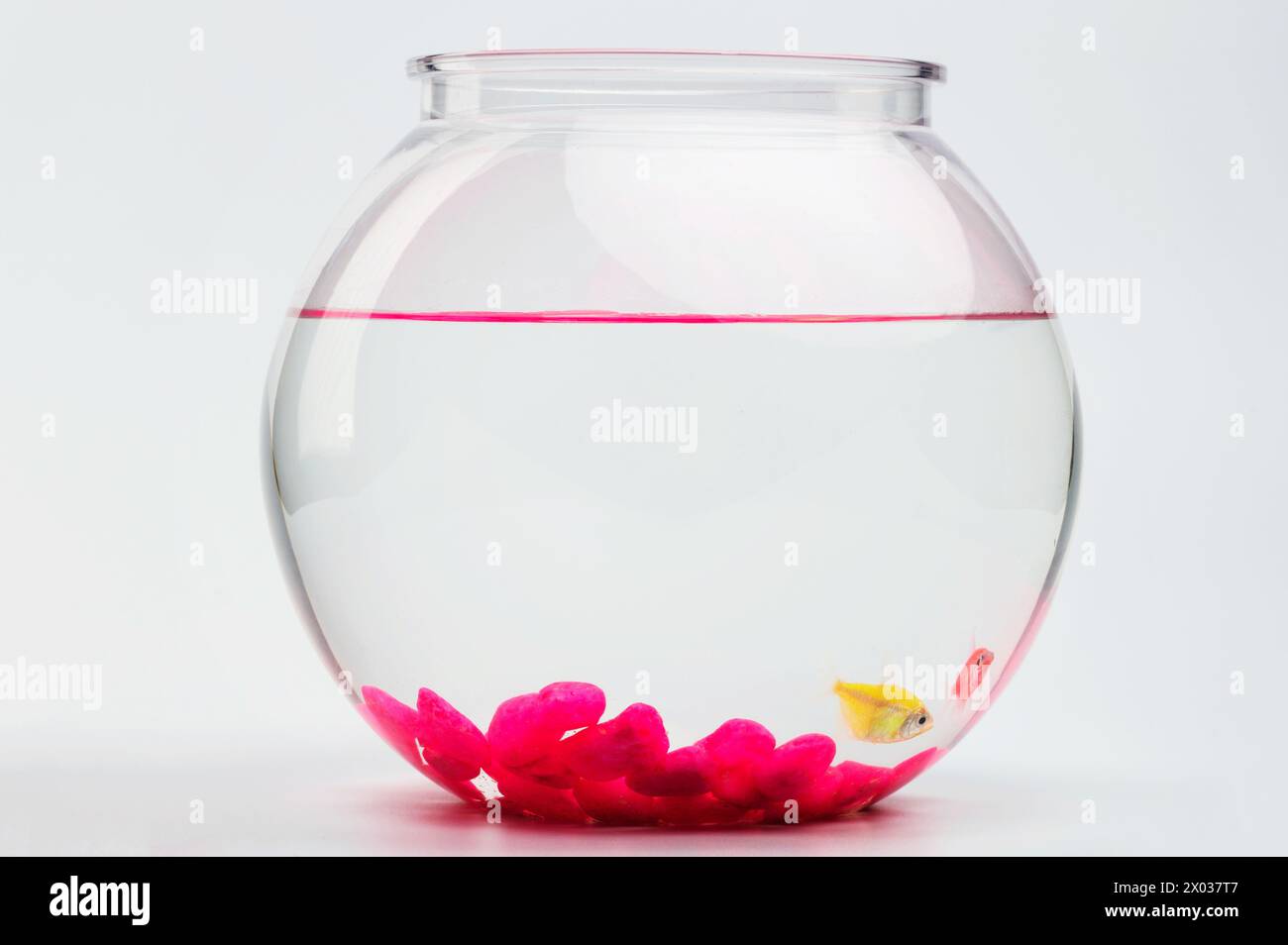 Bol d'aquarium avec deux poissons et des roches roses isolés sur fond blanc de studio Banque D'Images