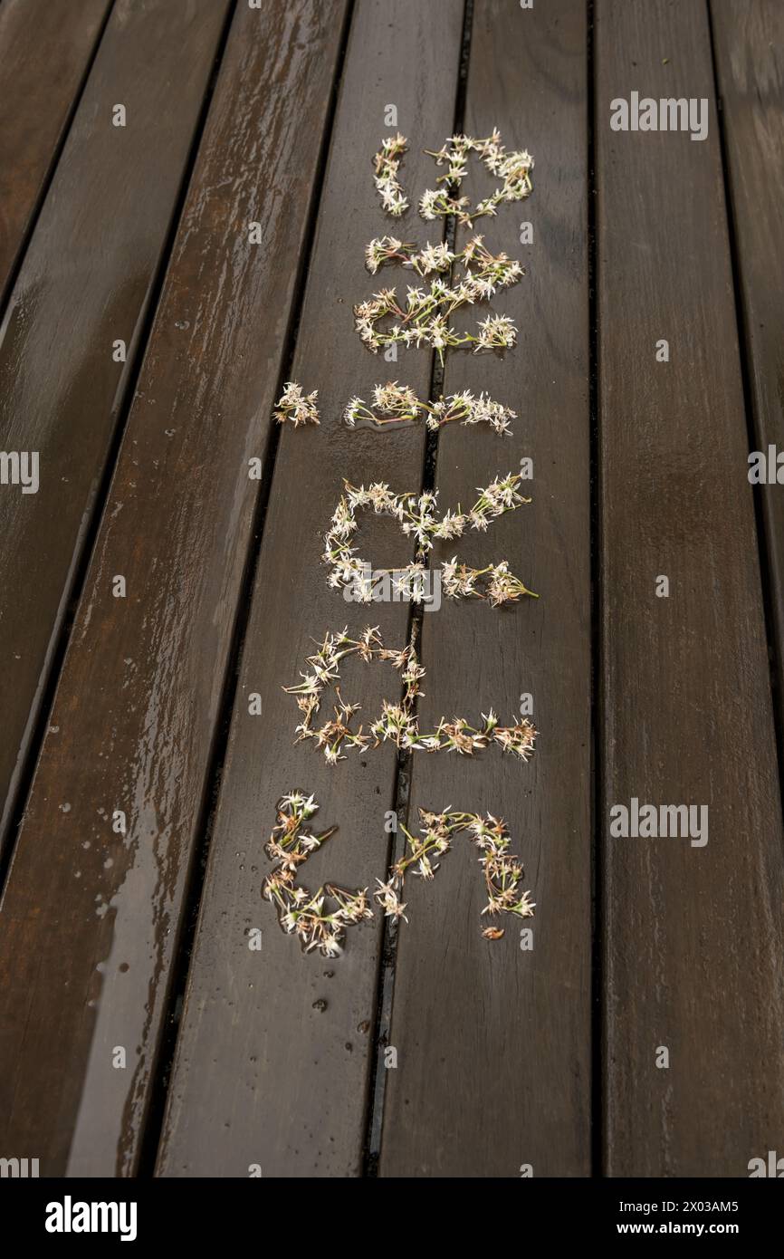 un signe de fleurs de printemps avec le mot spring dessus sur le plancher de planche humide d'une terrasse urbaine Banque D'Images