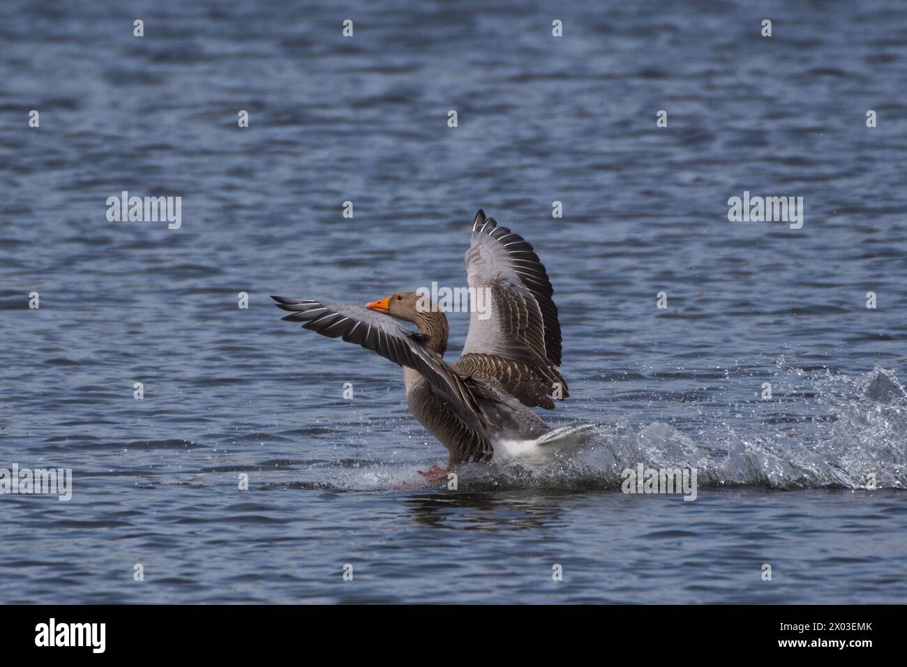 L'oie de Greylag débarquant sur l'eau avec des ailes levées et dérapant à travers l'eau Banque D'Images