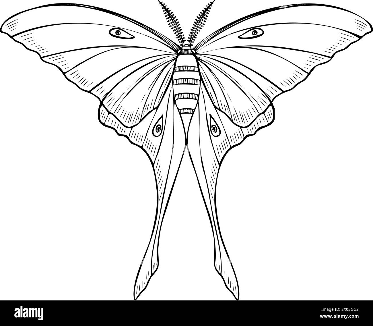 Illustration vectorielle blanche Luna Moth. Dessin de lune de nuit papillon peint par des encres noires dans un style linéaire. Gravure des ailes d'un insecte volant. Gravure de contour de l'impression aquarelle magique ésotérique. Illustration de Vecteur