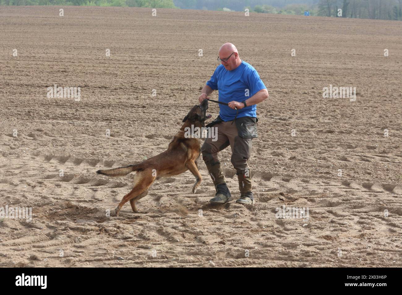 Torsten Wenzel 57 Mitglied im Hundesportverein Güstrow e.V. belobigt am Dienstag 09.04.2024 in Linstow Landkreis Rostock seinem Belgischen Schäferhund Loki 11. IM dem Ort beginnt am Nachmittag die Weltmeisterschaft der Fährtenhunde. An der Veranstaltung, die bis zum Sonntag 14.04.2024 dauert, beteiligen sich 48 Hunde aus 22 Nationen. SIE haben BEI dieser die Aufgabe, eine von einem sogenannten Fährtenleger erzeugte Spur genau nachschnüffeln und verfolgen. Dabei dürfen sie sich auch von nichts ablenken lassen wenn sie die Meisterschaft gewinnen wollen. Die Fährte ist dabei jeweils 1800 Schritt Banque D'Images