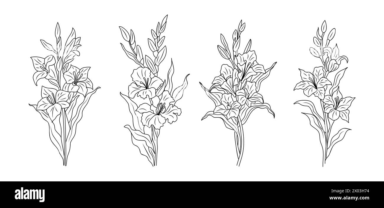 Ensemble de dessins d'art de ligne de fleur de Gladiolus. Illustration de Vecteur