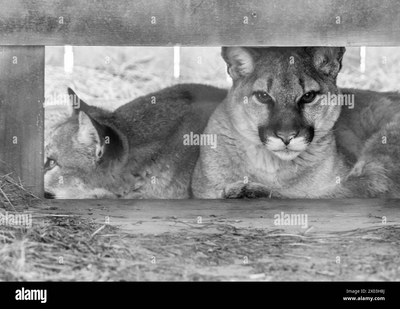 Deux couguars (Puma concolor), Hayla et Noa, dorment et se cachent dans un abri au WNC nature Center à Asheville, Caroline du Nord. Banque D'Images