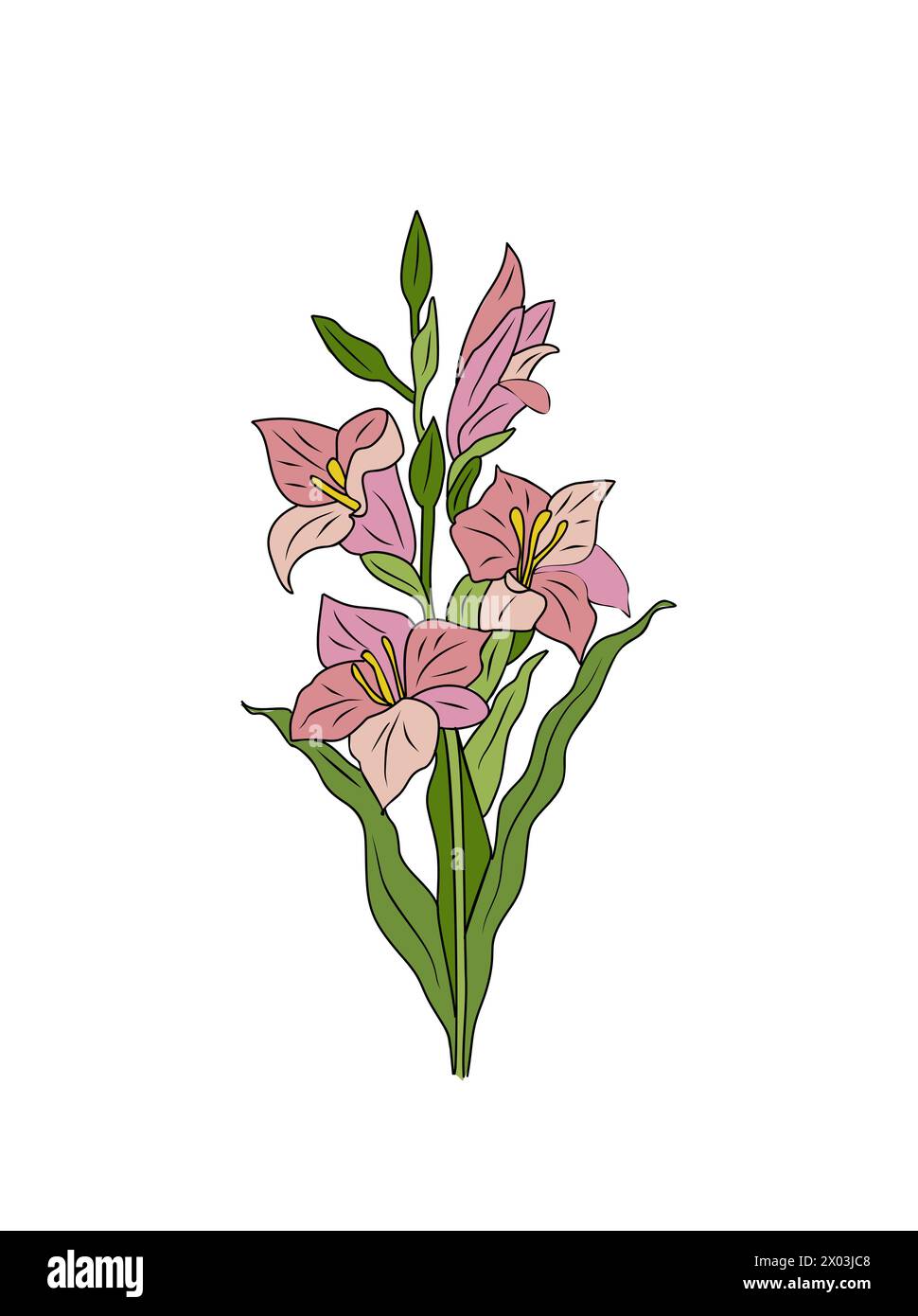 Dessin d'art coloré de contour de fleur rose de Gladiolus. Illustration de Vecteur