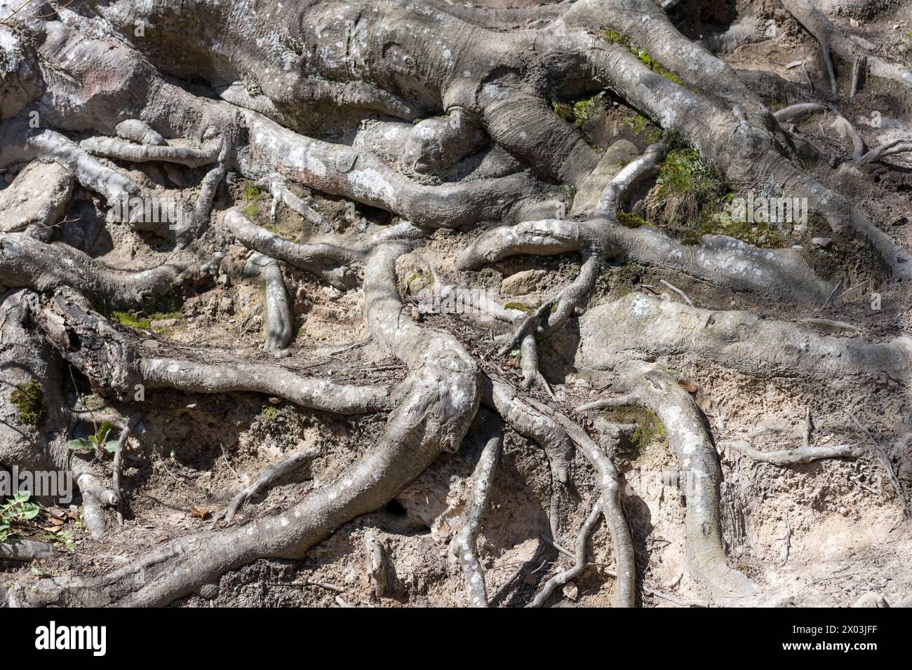 Texture de racines d'arbres noueux dans le bois du parc public, filmé à la lumière du printemps à Stuttgart, Allemagne Banque D'Images