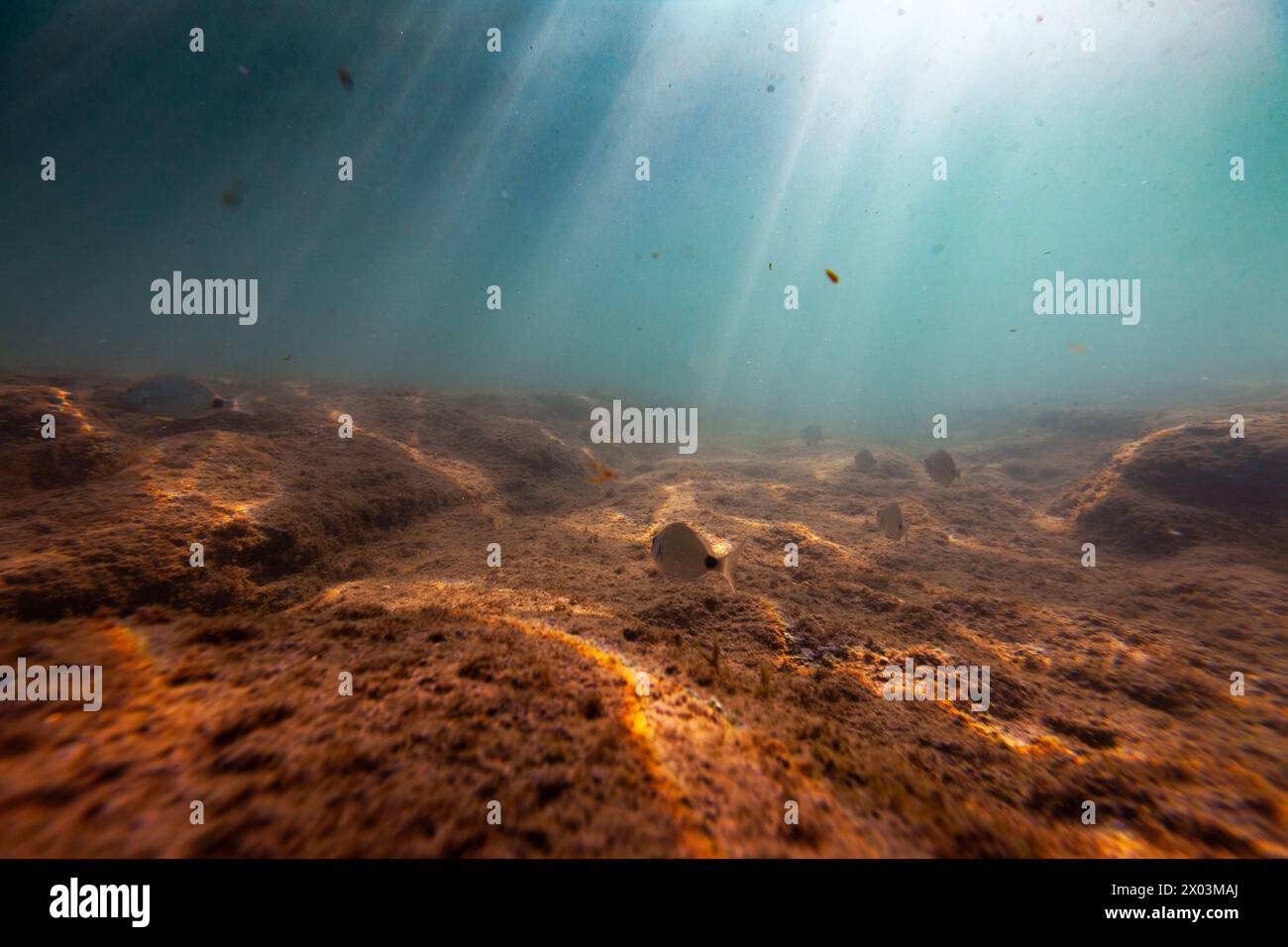 écosystème sous-marin nature poissons uw fond de la mer méditerranée magnifique Banque D'Images