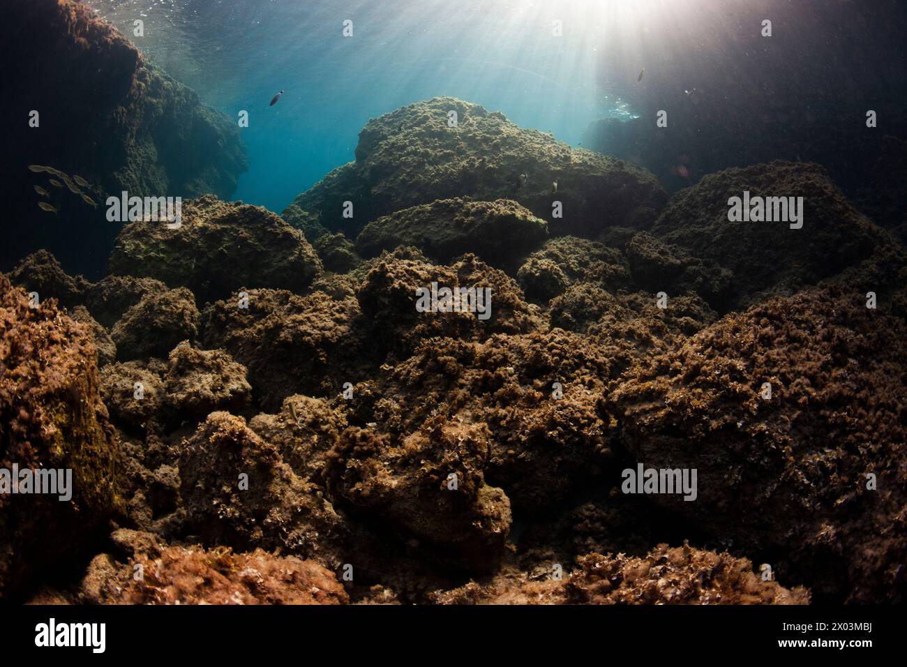 minorque paysage sous-marin méditerranéen poisson oblada méduse coris julis donzella mouvement pépinière mousse plante roche grotte forme la formation Banque D'Images