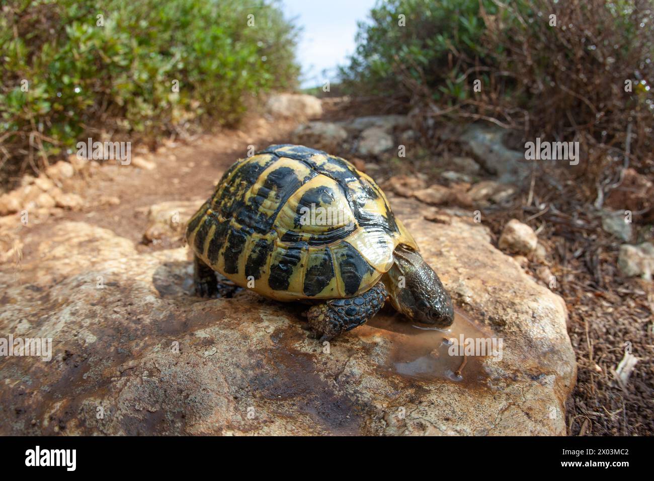 Tortue terrestre après la pluie eau potable près de la mer méditerranée île Minorque nature animal Banque D'Images