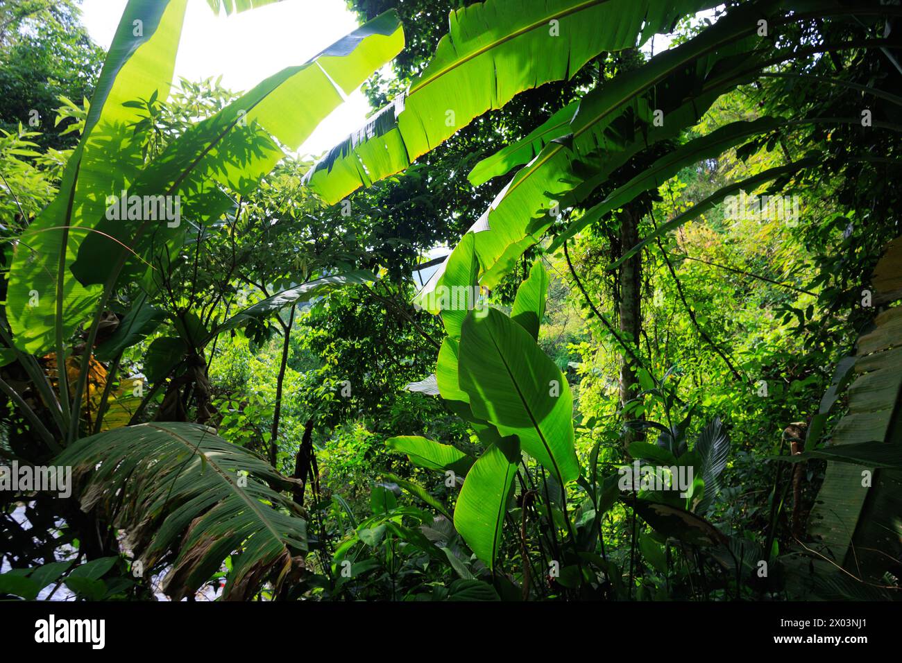 Jungle humide profonde et luxuriante de Mae Kampong, au nord de la Thaïlande Banque D'Images