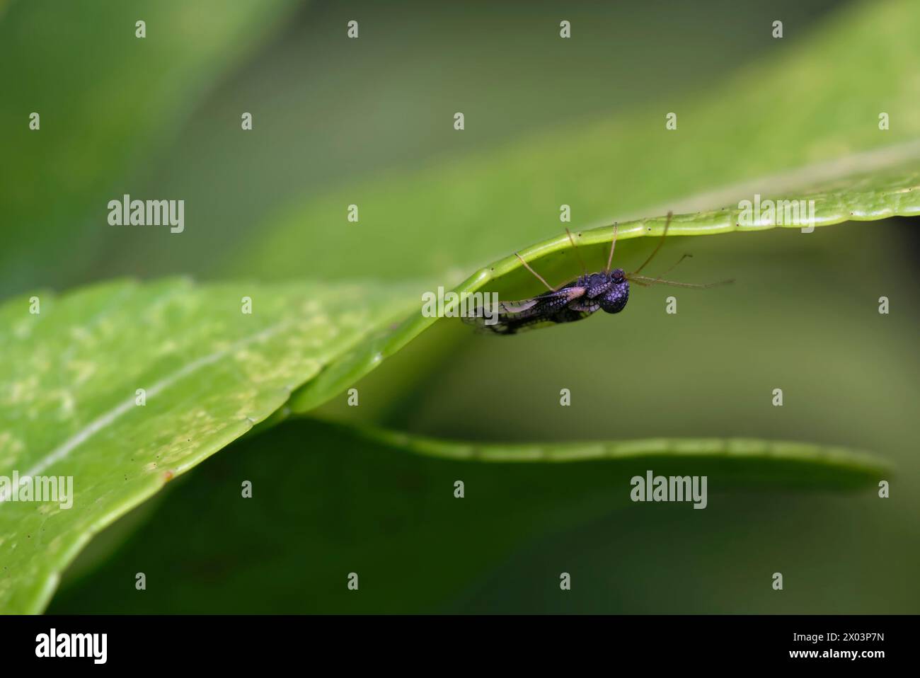Gros plan d'un insecte de dentelle andromède (Stephanitis takeyai) sur une feuille, macro photographie, insectes, nature, biodiversité Banque D'Images