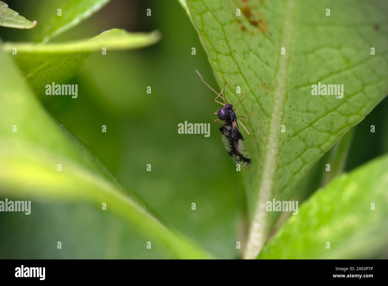 Gros plan d'un insecte de dentelle andromède (Stephanitis takeyai) sur une feuille, macro photographie, insectes, nature, biodiversité Banque D'Images