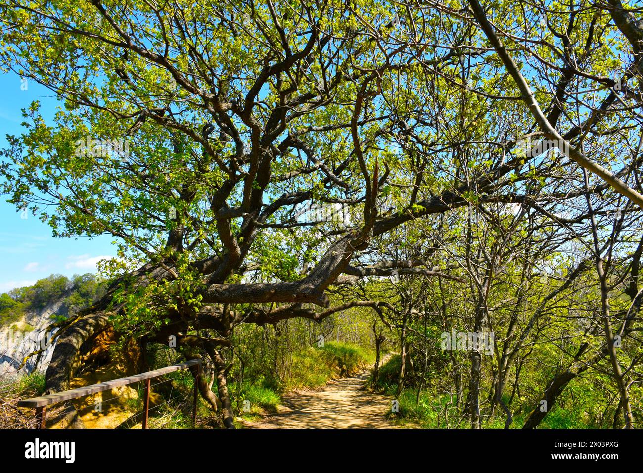 Chêne pubescent (Quercus pubescens) au-dessus d'un sentier dans la réserve naturelle de Strunjan sur la côte slovène Banque D'Images