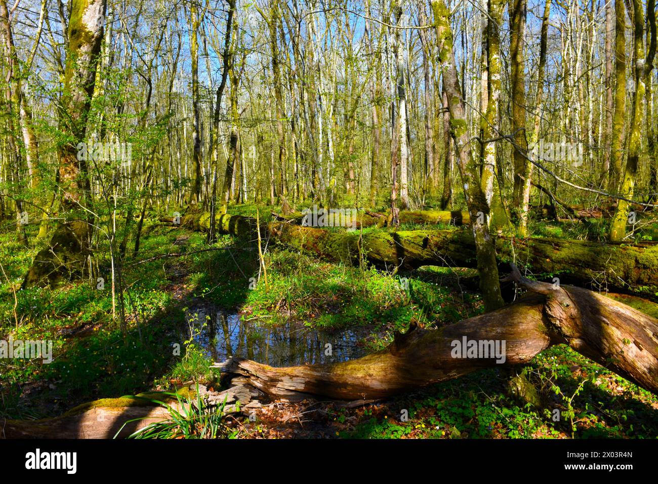 Marécage de la zone humide de Krakov forêt ancienne avec des arbres en décomposition tombés au printemps à Dolenjska, Slovénie Banque D'Images