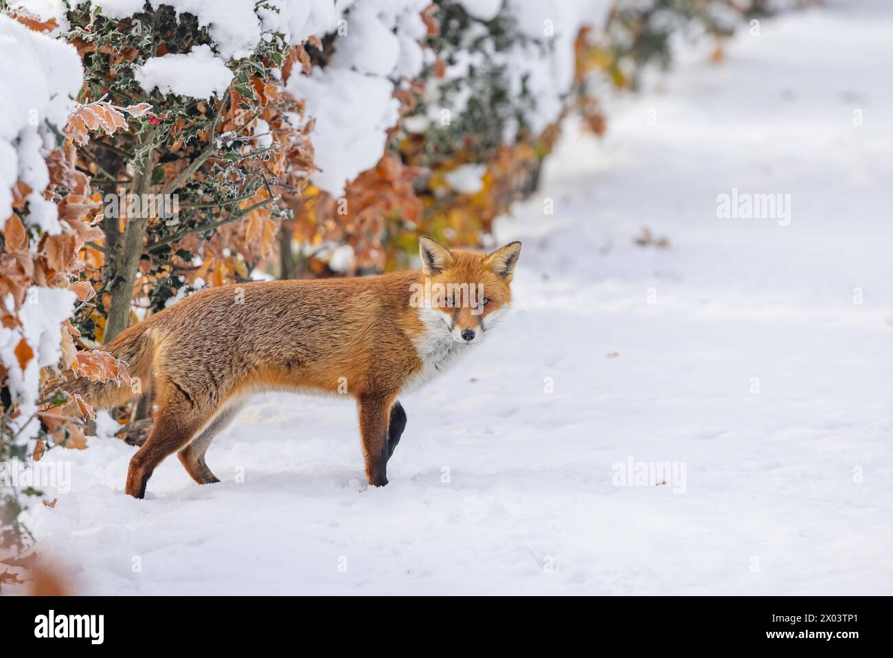 Fox dans la neige pris à Londres, Angleterre Banque D'Images