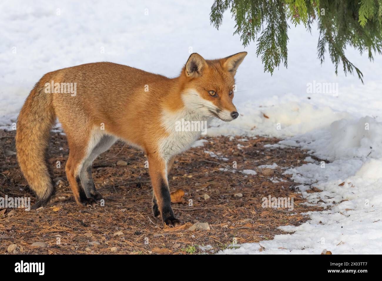 Fox dans la neige pris à Londres, Angleterre Banque D'Images