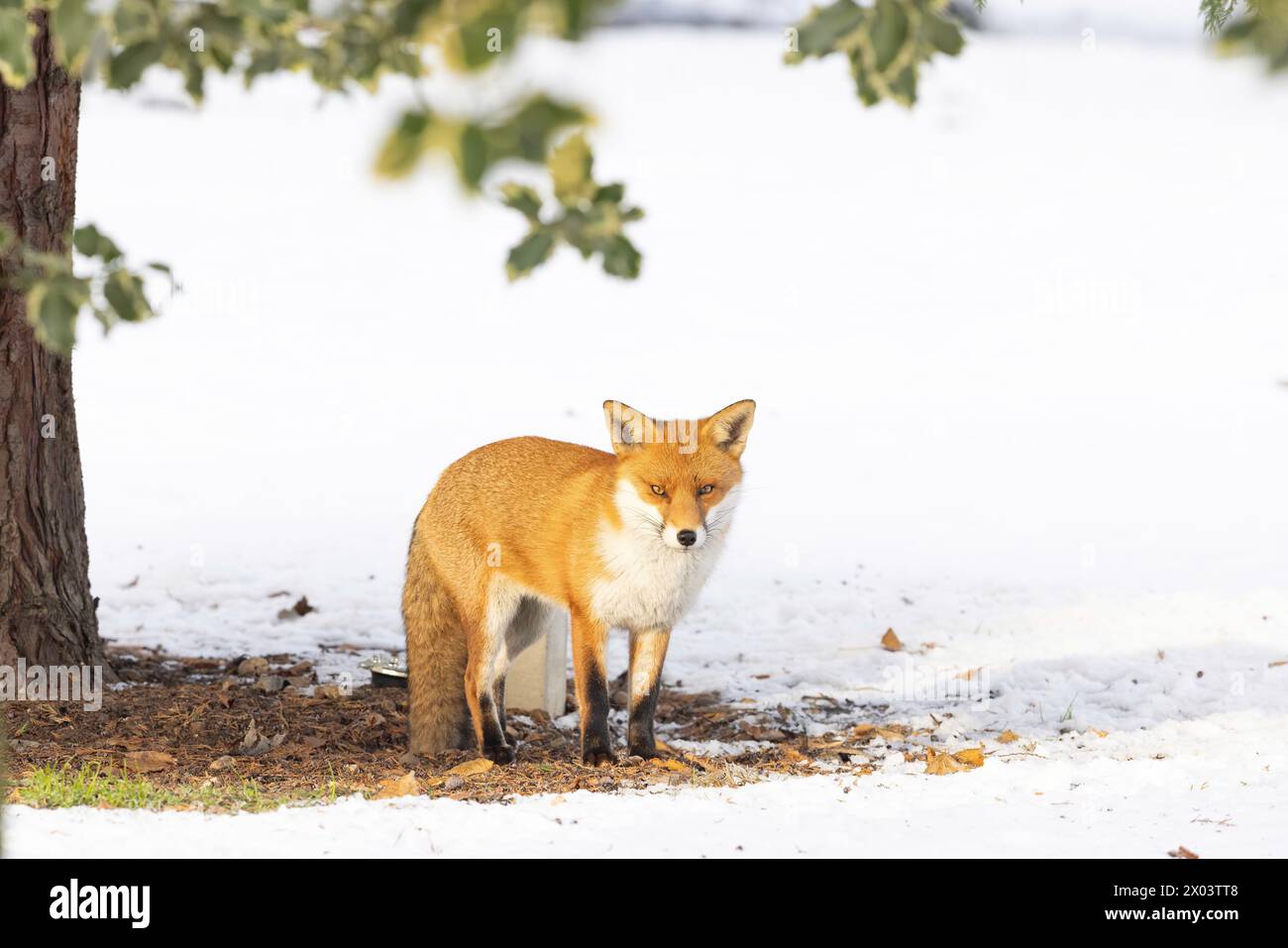 Fox dans la neige pris à Londres, Angleterre Banque D'Images