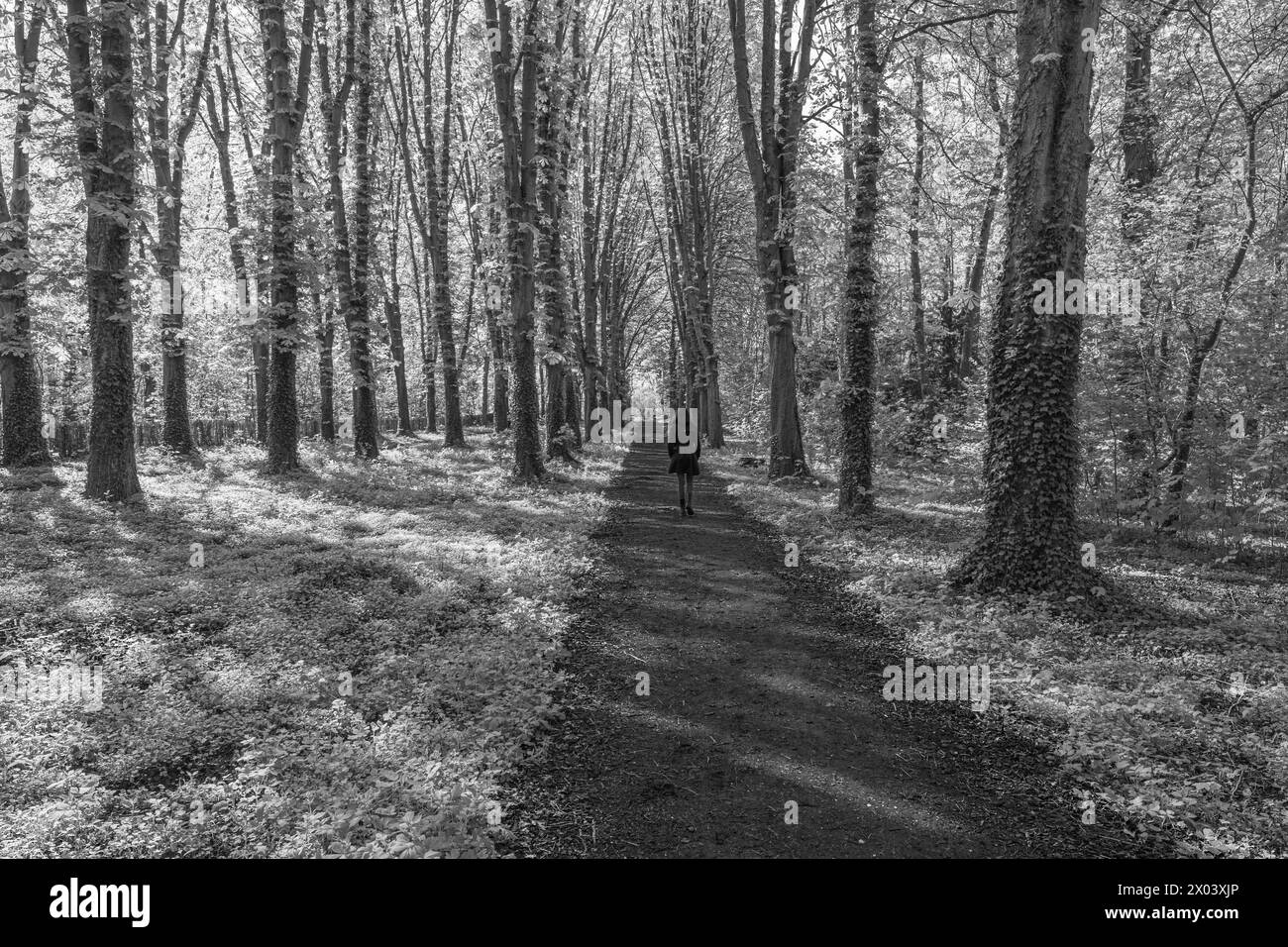 Forêt noire et blanche. Nature en noir et blanc Banque D'Images