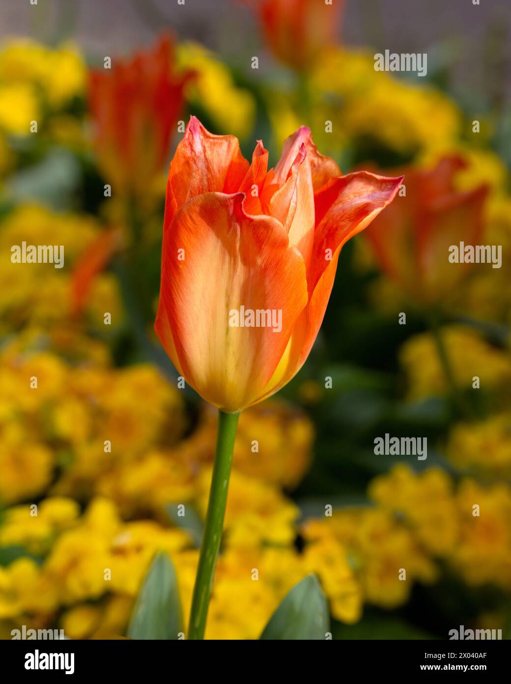 Gros plan de Tulipa 'Orange Emperor' dans un jardin au printemps Banque D'Images