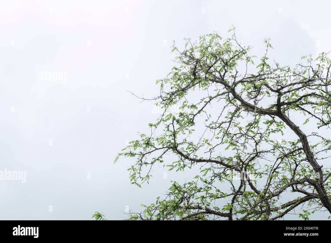 Branches d'un arbre secouées par le vent en hiver sur fond d'un ciel rempli de pluie Banque D'Images