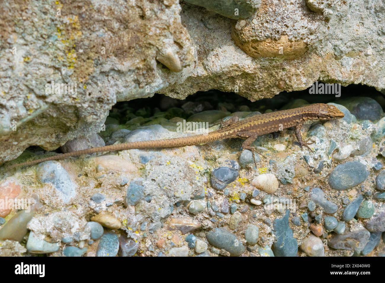 Podarcis. Un lézard rampant le long du mur. Animaux dans la nature. Banque D'Images