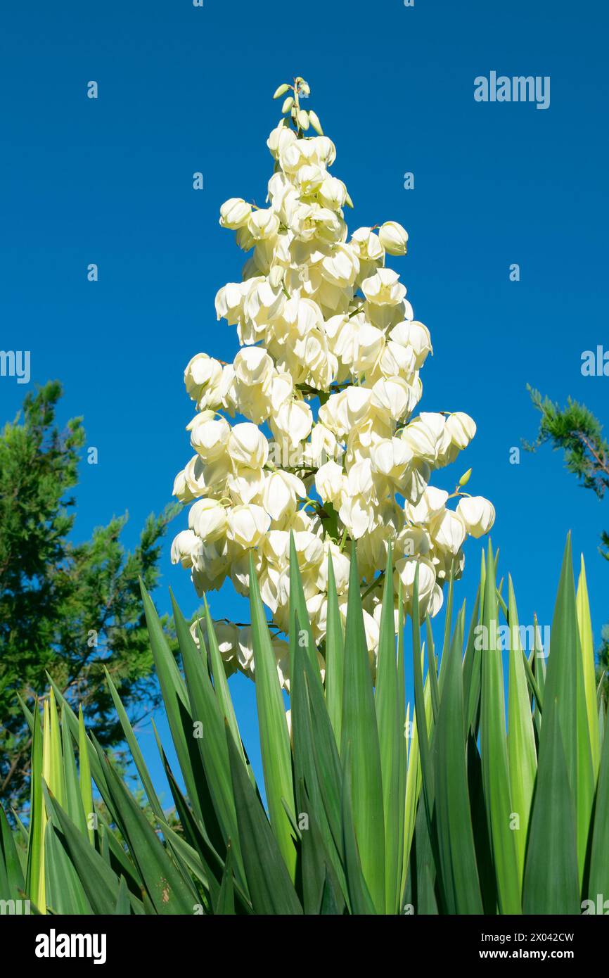 Belles fleurs blanches de Yucca gloriosa. Aiguille d'Adam, glorieux yucca, chandelier de seigneur, monticule lys, yucca montagneux, lys de palmier, bougie romaine, se Banque D'Images