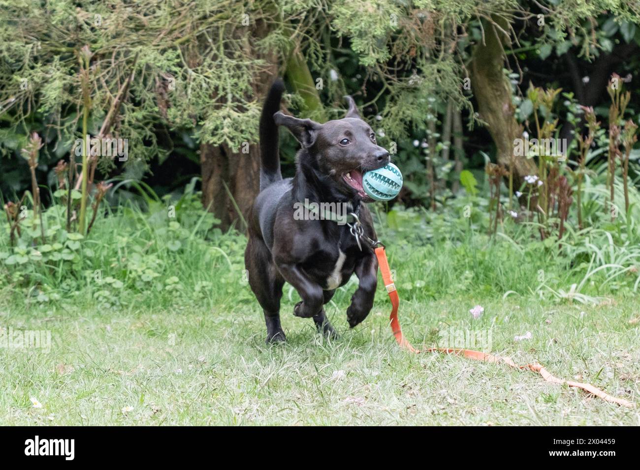 Ein kleiner schwarzer Terrier à Aix-la-Chapelle spielt AM 7. Avril 2024 mit einem Ball und tollt im Garten herum. ALLEMAGNE - AIX-LA-CHAPELLE - TERRIER Banque D'Images