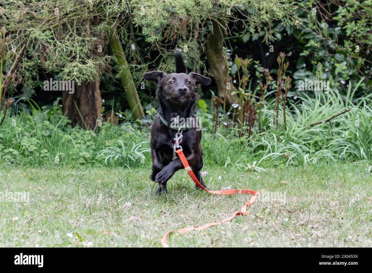 Ein kleiner schwarzer Terrier à Aix-la-Chapelle spielt AM 7. Avril 2024 mit einem Ball und tollt im Garten herum. ALLEMAGNE - AIX-LA-CHAPELLE - TERRIER Banque D'Images