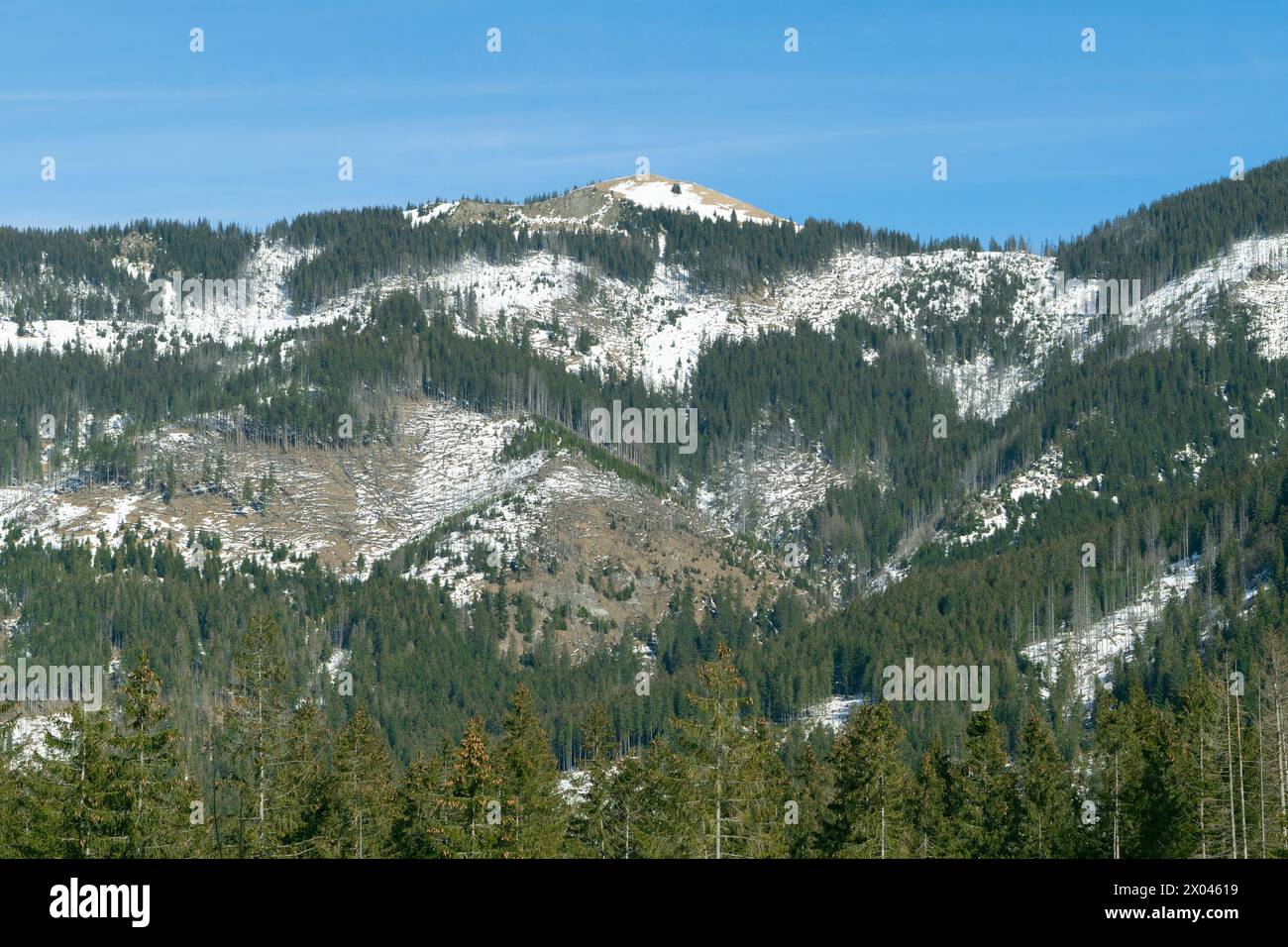Sommets montagneux enneigés et forêt d'épicéas. Beau paysage d'hiver dans les montagnes. Falaises de pierre. Banque D'Images