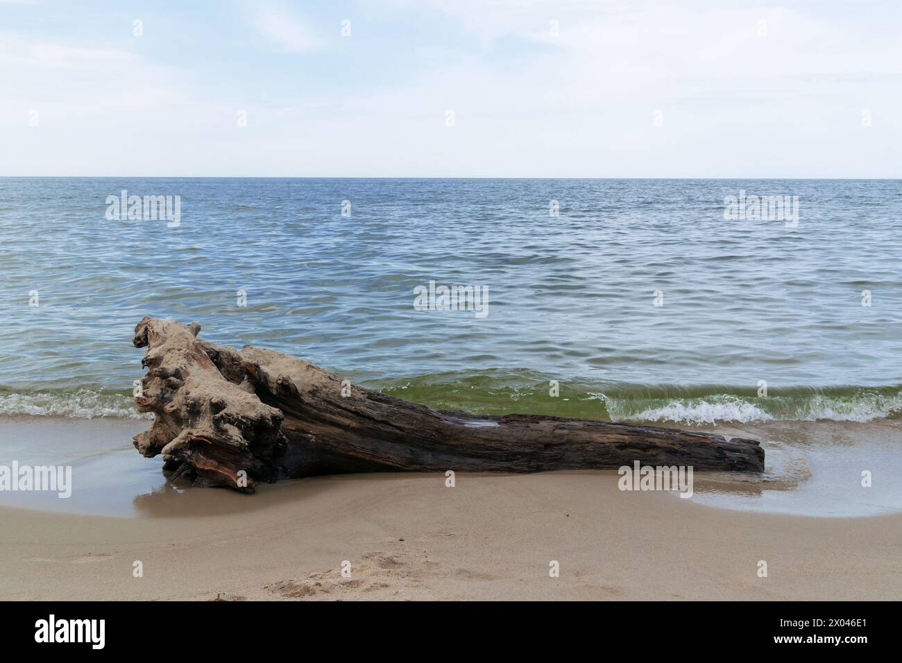 Une bûche sur le bord de mer. Après la tempête. Paysage marin Banque D'Images
