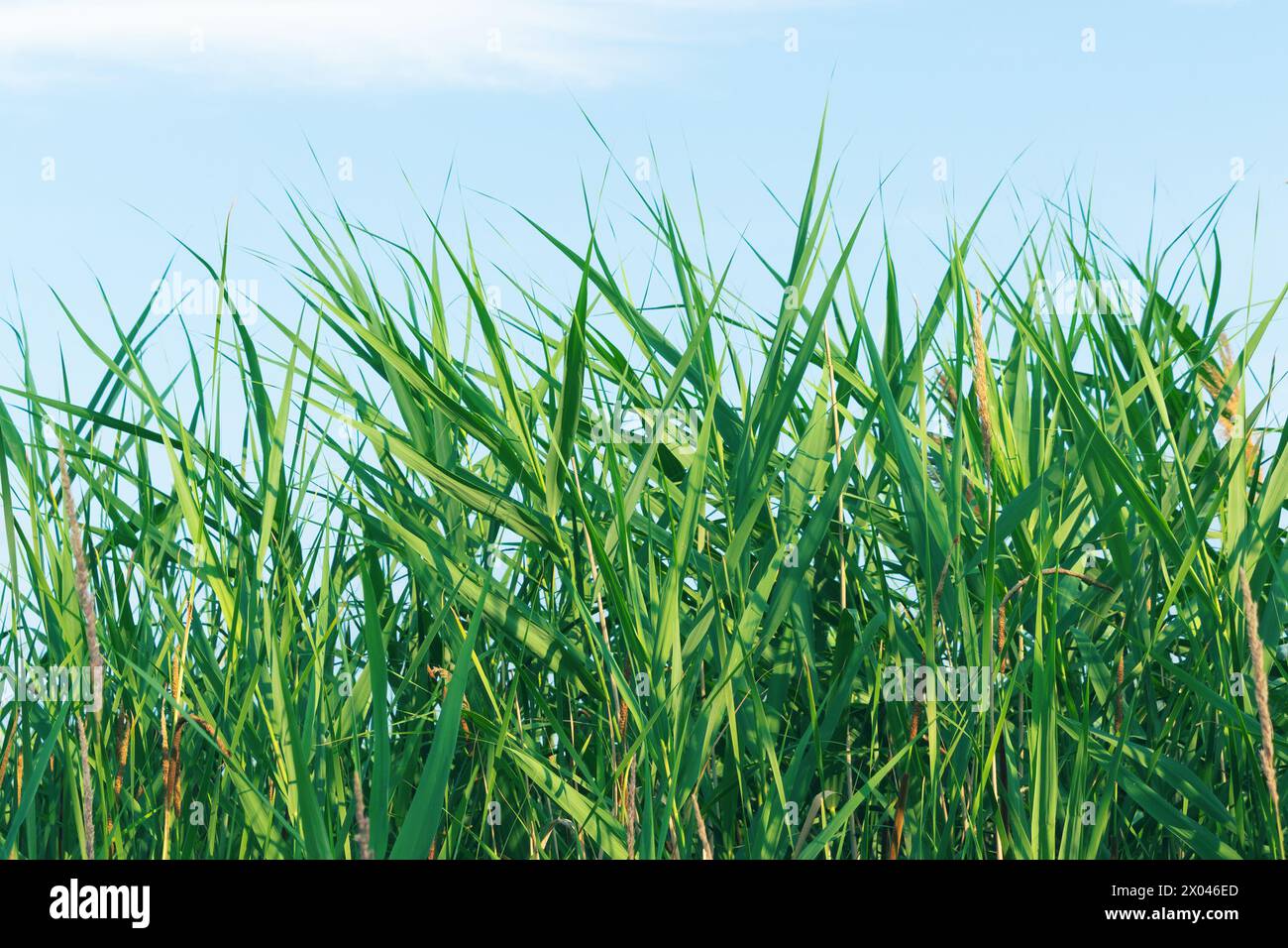 Phragmites australis, le roseau commun. Famille Poaceae. Herbe verte contre le ciel. Banque D'Images