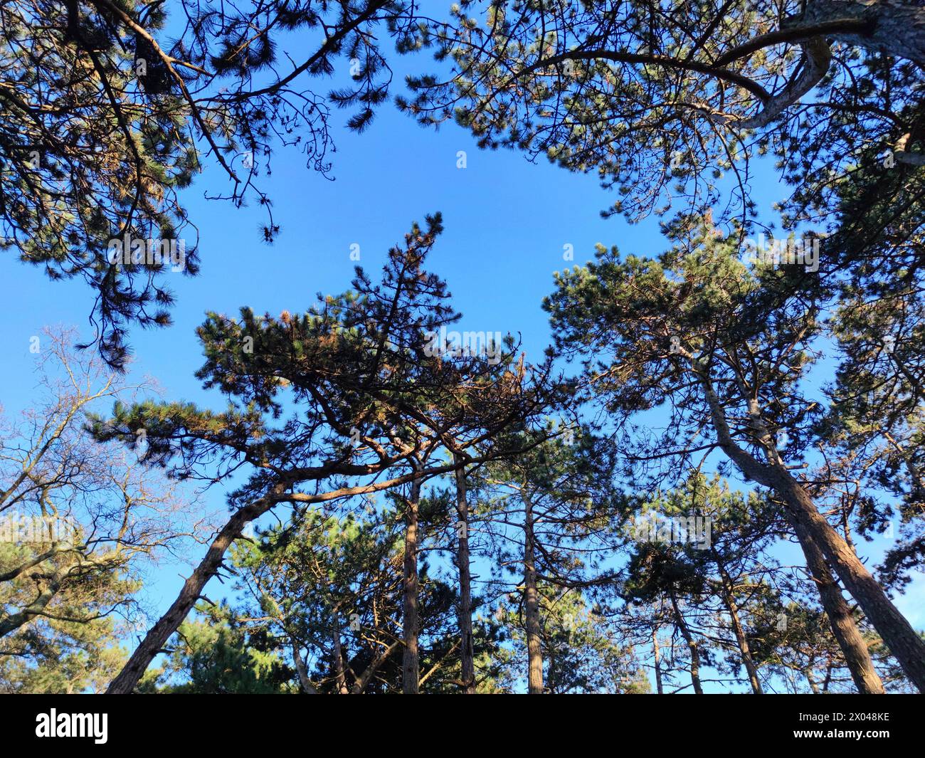 Pins dans une forêt contre un ciel bleu, vu d'en bas Banque D'Images