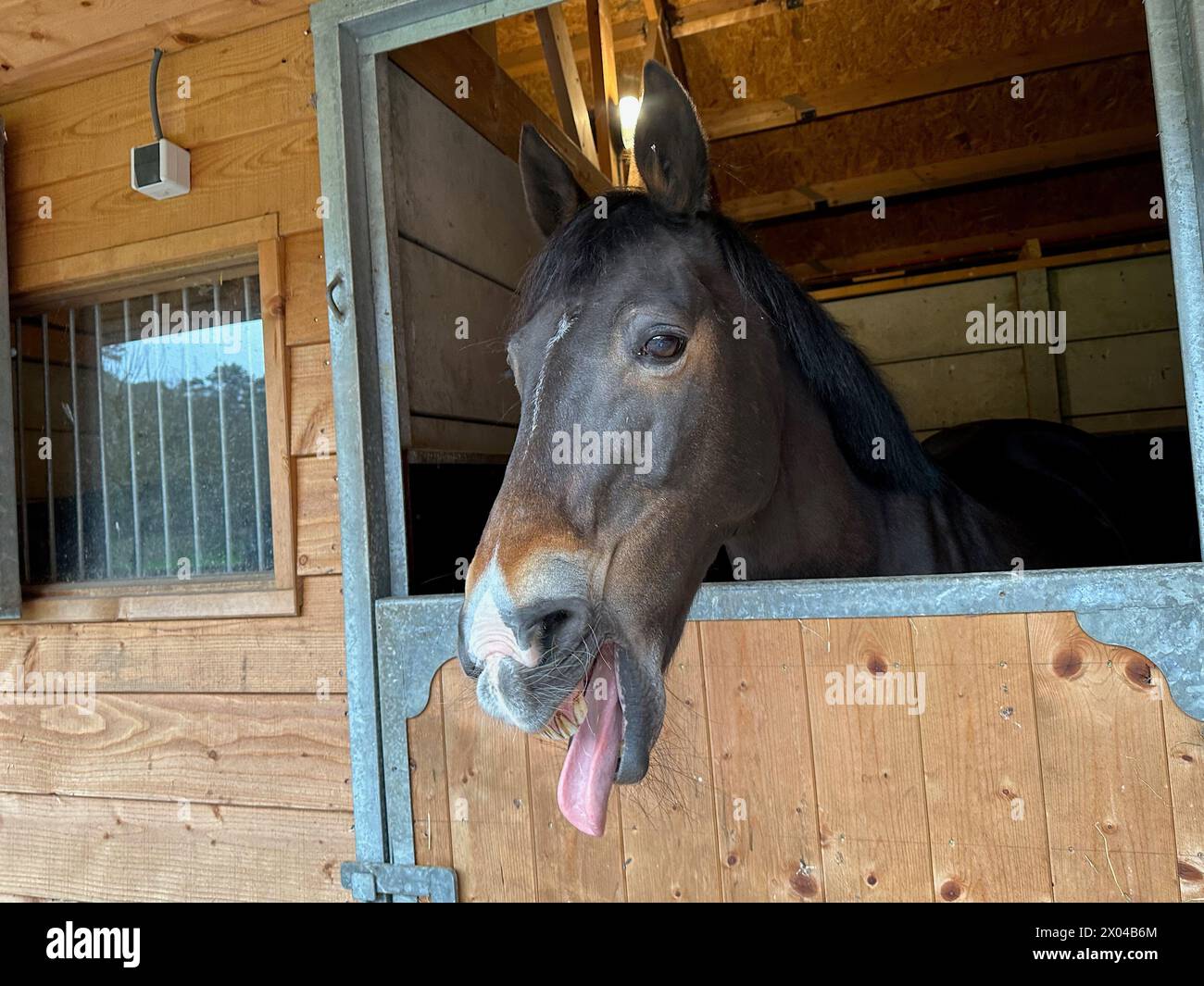 Adorable cheval en écurie. Bel animal domestiqué Banque D'Images