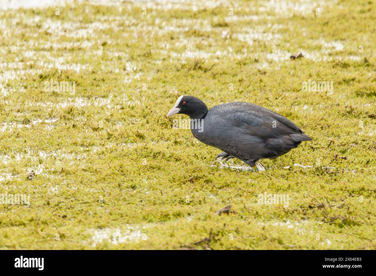 Coot, volaille d'eau, UK Coot Banque D'Images