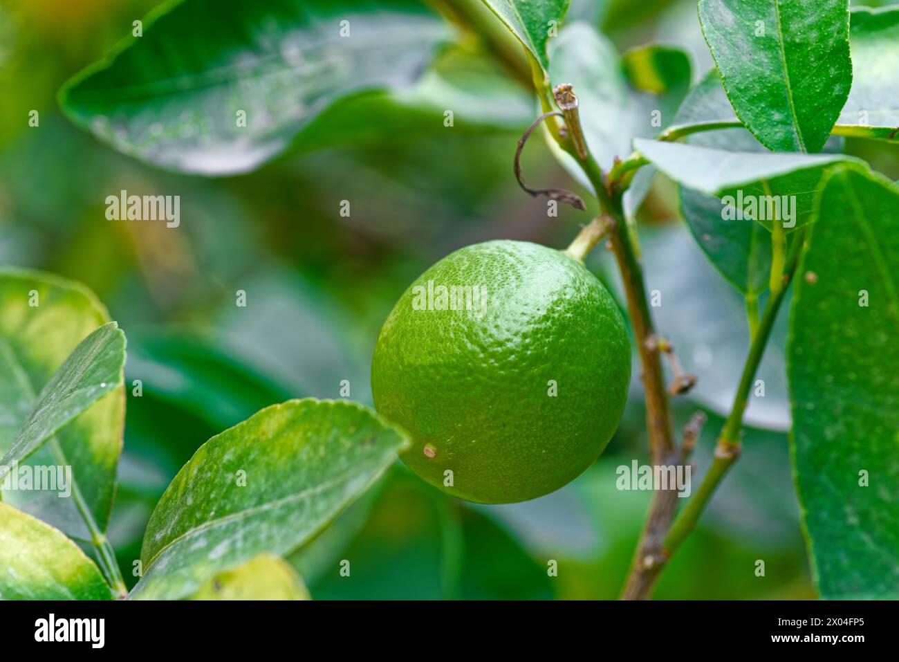 Gros plan d'une mandarine verte non mûre accrochée à une branche d'arbre dans le jardin Banque D'Images