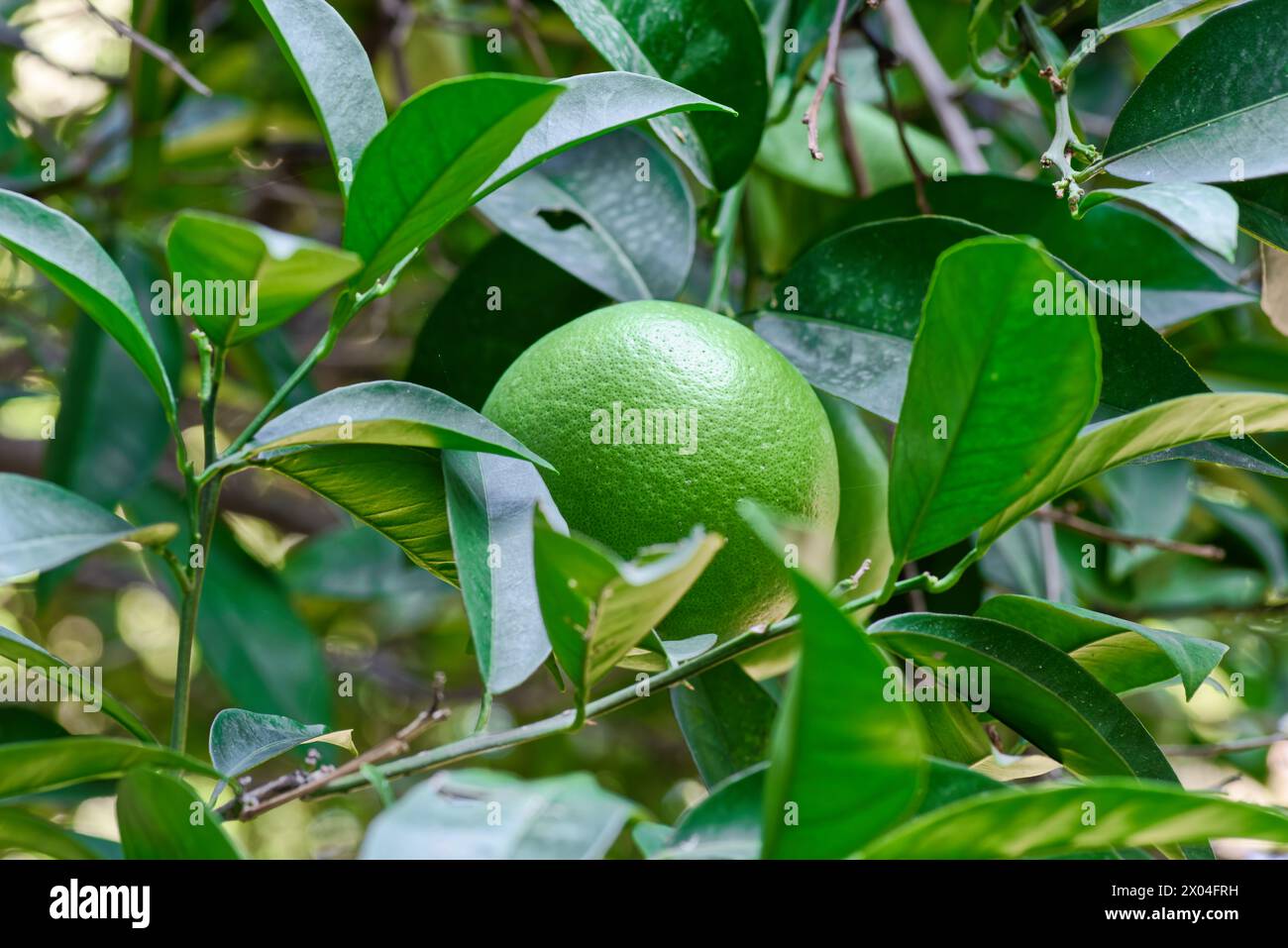 Gros plan de fruits orange vert non mûrs poussant sur une branche d'arbre Banque D'Images
