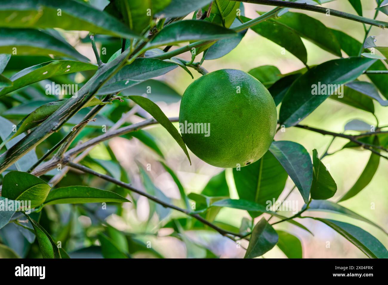 Gros plan de fruits orange vert non mûrs poussant sur une branche d'arbre Banque D'Images