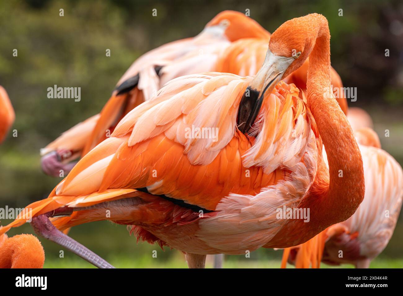 Flamants roses des Caraïbes (Phoenicopterus ruber), également connu sous le nom de flamants roses américains, au zoo de Birmingham à Birmingham, en Alabama. (ÉTATS-UNIS) Banque D'Images