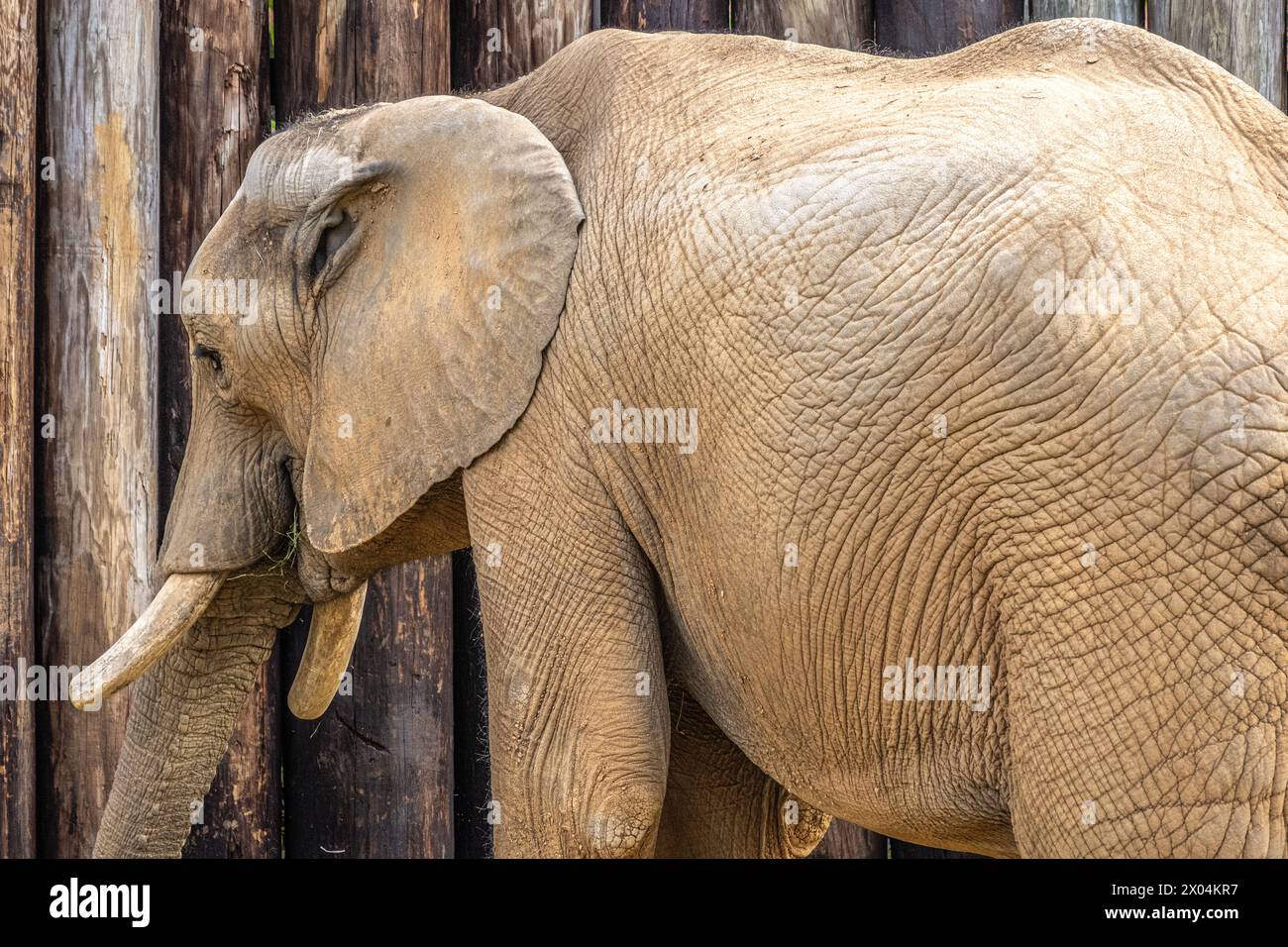 Éléphant de savane africaine (Loxodonta Africana) au zoo de Birmingham à Birmingham, Alabama. (ÉTATS-UNIS) Banque D'Images