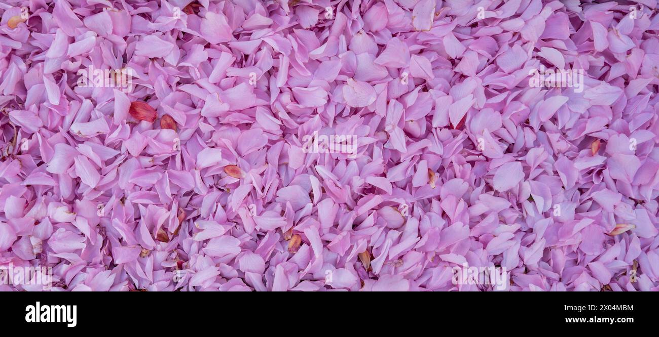 Texture de fond avec des pétales tombés de cerisier rose en fleurs. Banque D'Images