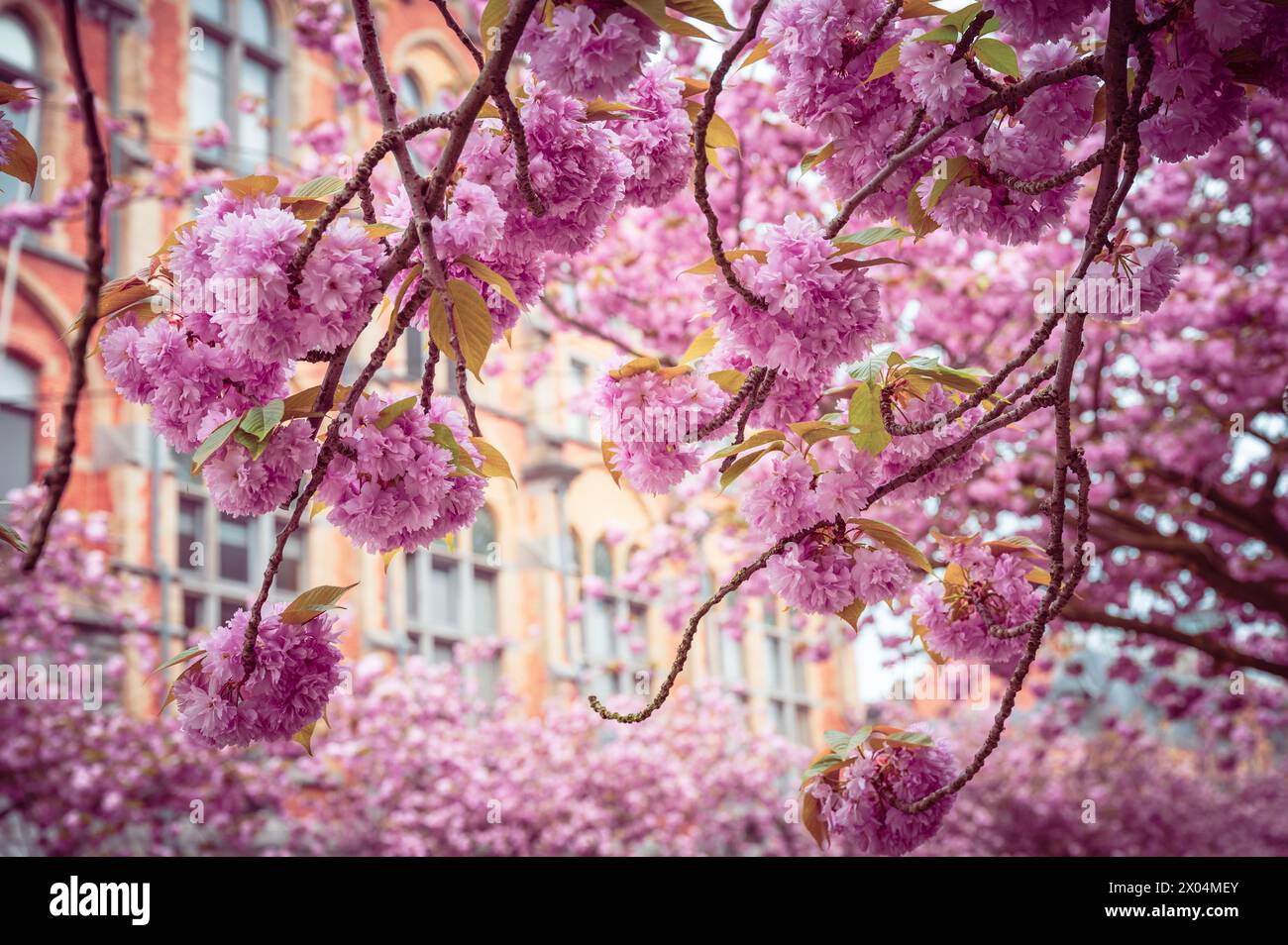 Fleur de cerisier rose au printemps. Banque D'Images