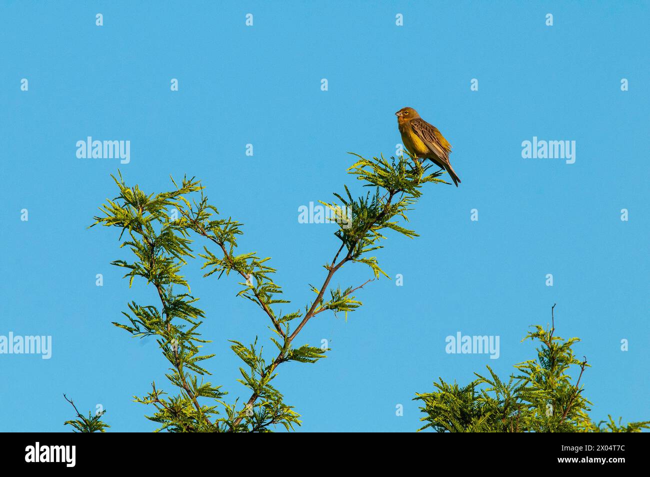 Finch safran, Sicalis flaveola, la Pampa, Argentine. Banque D'Images