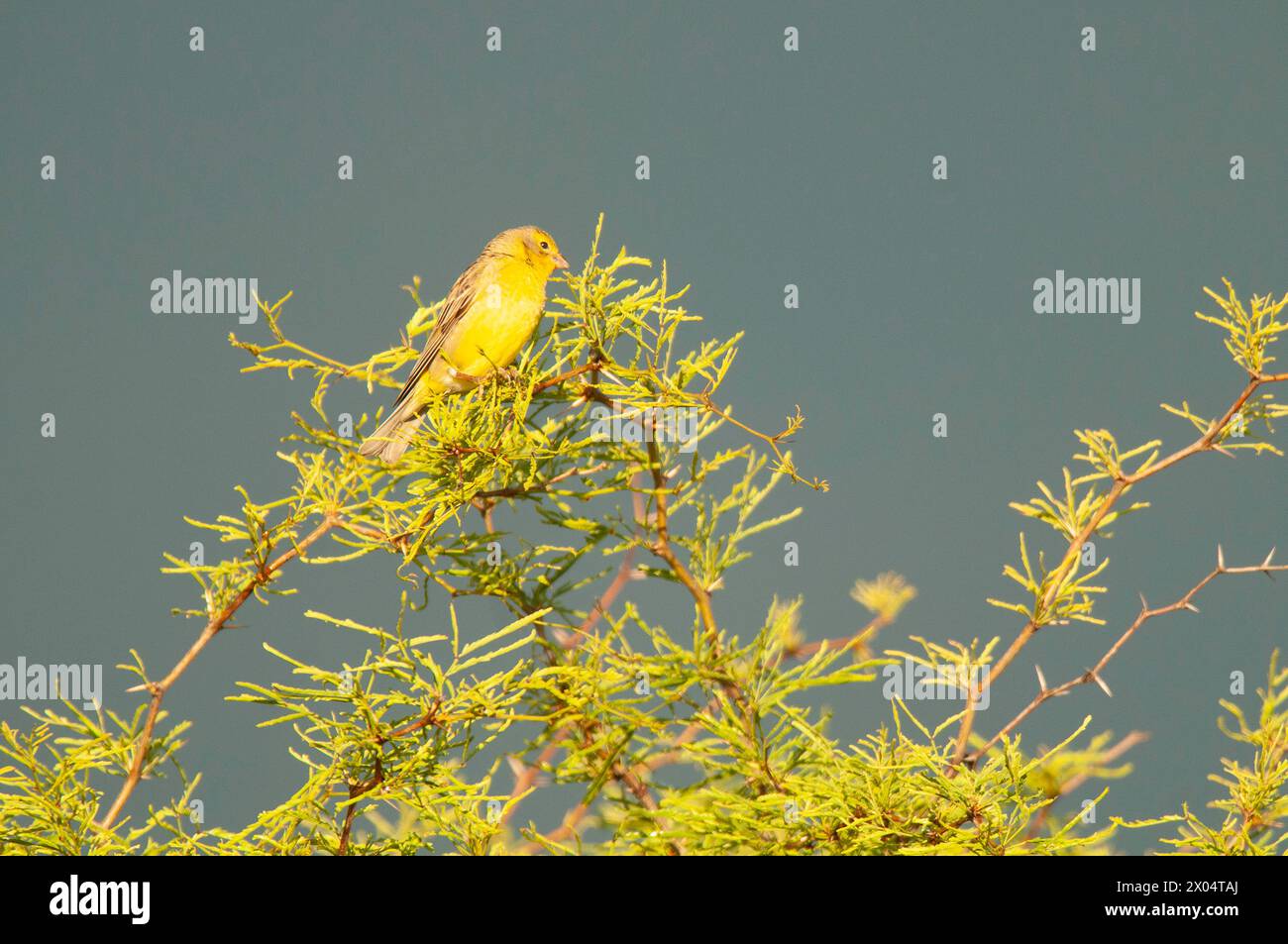 Finch safran, Sicalis flaveola, la Pampa, Argentine. Banque D'Images