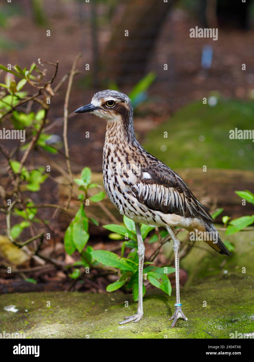 Gracieux Bush élégant Stone-Curlew dans la beauté naturelle. Banque D'Images