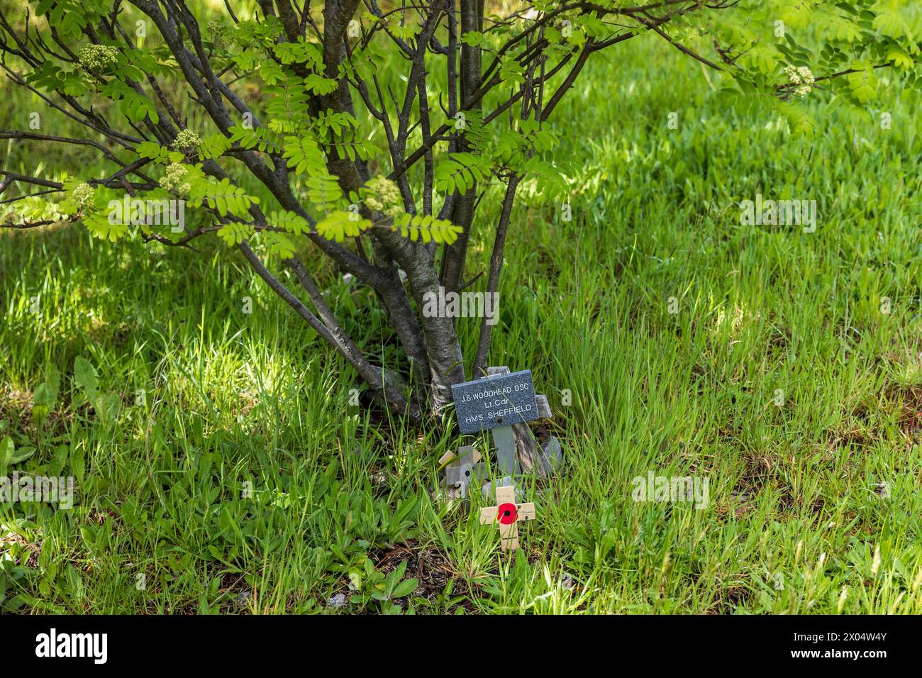 Arbres du souvenir dans Memorial Wood, 1982, Stanley, Îles Falkland, samedi, 02 décembre 2023. Photo : David Rowland / One-Image.com Banque D'Images