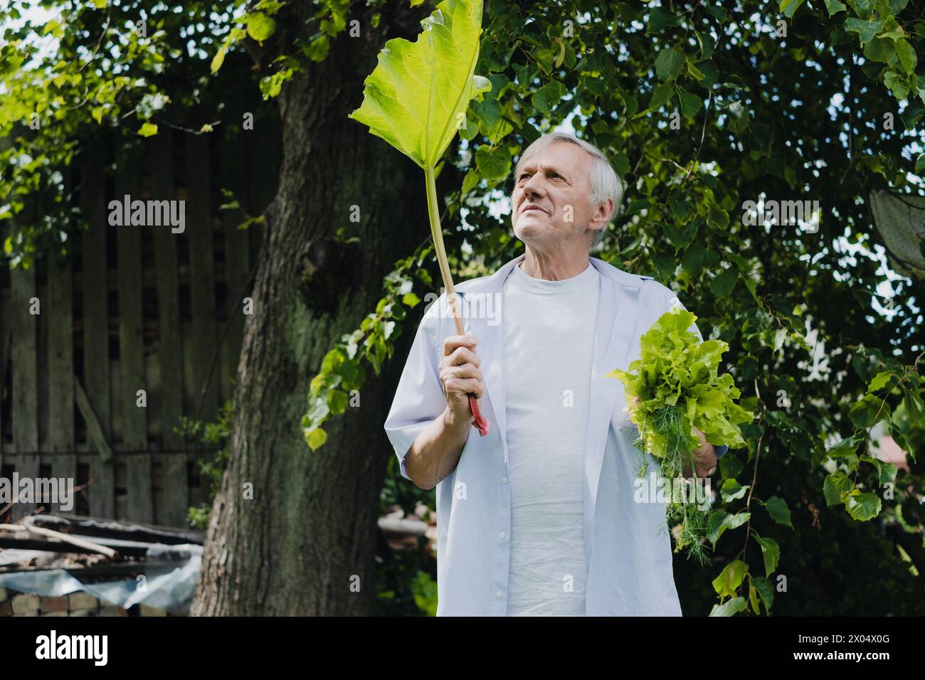 Avec un regard pensif, l'homme mûr en tenue décontractée tient la rhubarbe, montrant un lien avec la nature et l'intérêt pour la botanique. Photo de haute qualité Banque D'Images