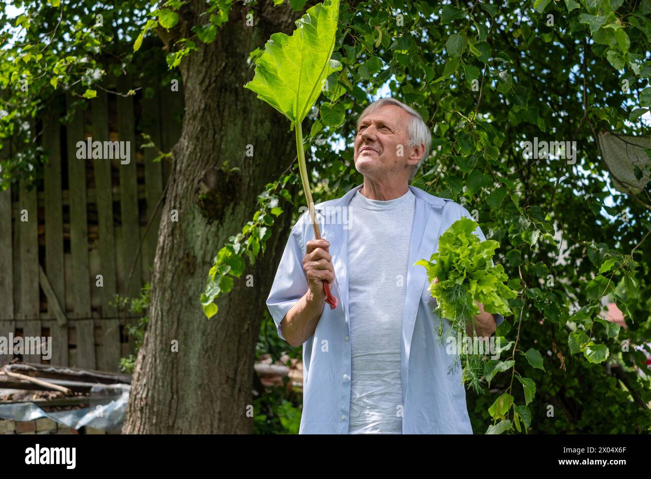 L'homme de contenu s'engageant dans son jardin, la rhubarbe à la main, dépeint un style de vie actif et un dévouement à l'agriculture biologique. Photo de haute qualité Banque D'Images