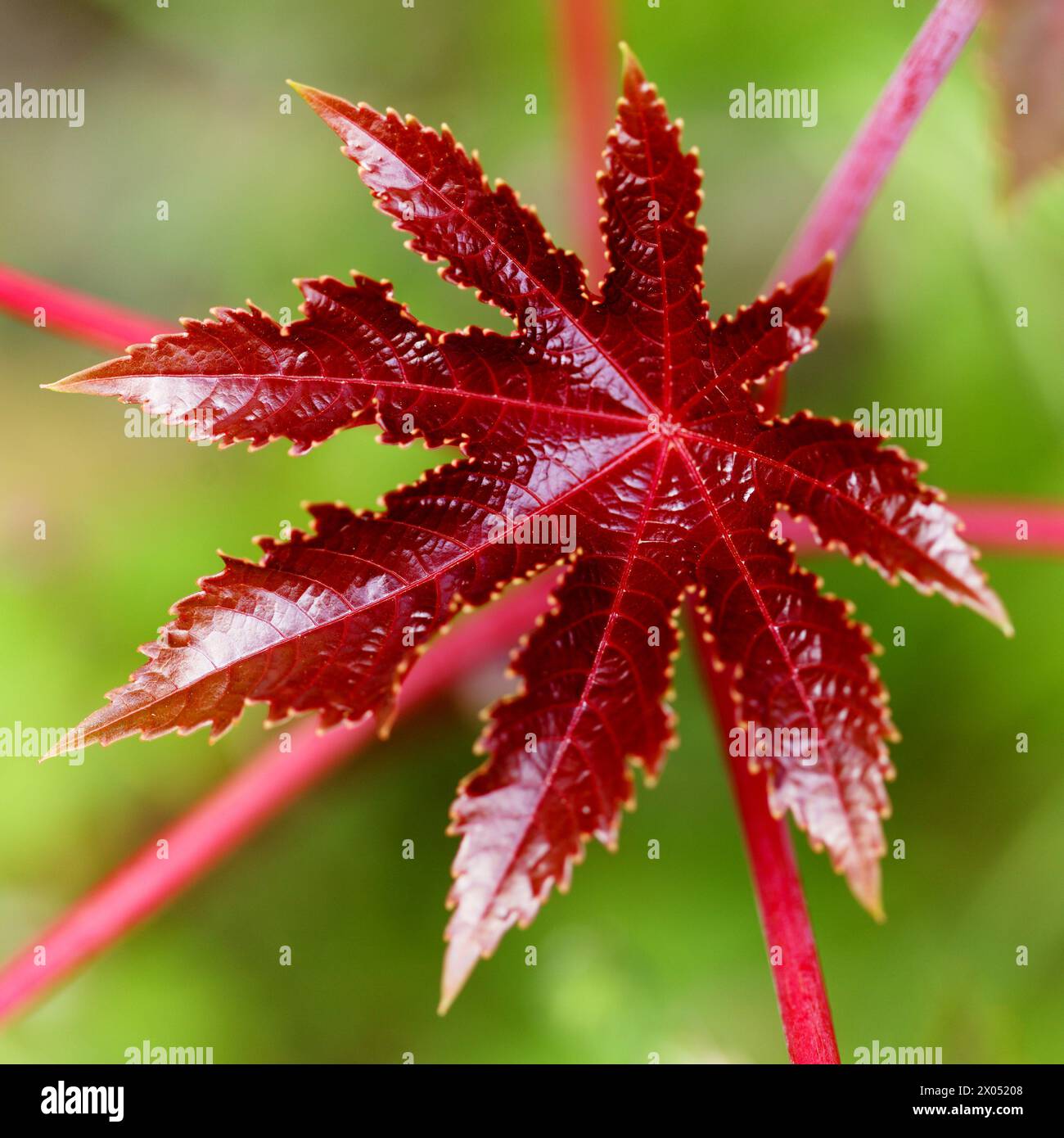 Flore de Gran Canaria - feuille de Ricinus communis, le haricot de ricin, introduit des espèces, fond naturel macro floral Banque D'Images