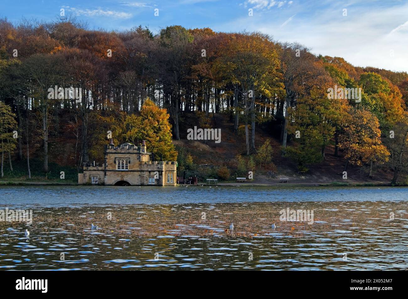 Royaume-Uni, West Yorkshire, Wakefield, Newmillerdam, sentier pédestre et lac pendant l'automne. Banque D'Images