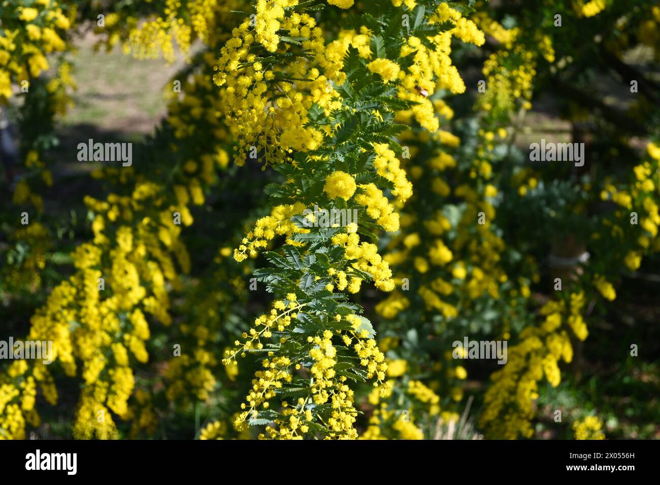 Acacia dealbata, le hochet argenté, le hochet bleu ou le mimosa, plante de fleurs jaunes dans le parc Yoyogi – Shibuya City, Tokyo, Japon – 1er mars 2024 Banque D'Images