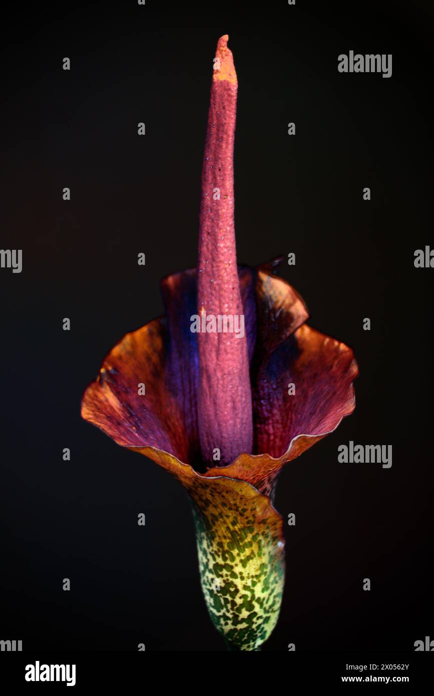 Lis vaudou (Amorphophallus konjac) sur Noir Banque D'Images
